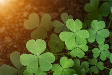 Green background with three-leaved shamrocks, Lucky Irish Four Leaf Clover in the Field for St....