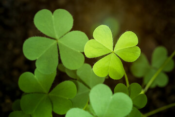 Green background with three-leaved shamrocks, Lucky Irish Four Leaf Clover in the Field for St. Patricks Day holiday symbol. with three-leaved shamrocks, St. Patrick's day holiday symbol, earth day.