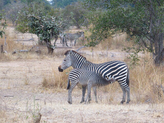 Obraz premium Zebra with calf in South Luangwa National Park, Zambia