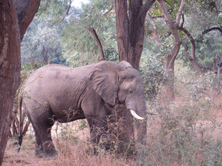 African Elephant in forest in South Luangwa National Park, Zambia