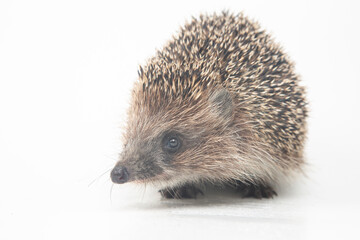 Erinaceus europaeus. Common European hedgehog on a white background