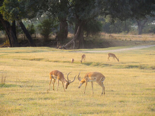 Two male impalas fighting in South Luangwa National Park, Zambia