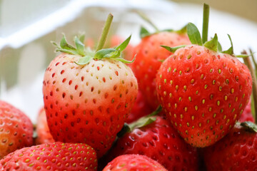 Closed up fresh strawberries with seed  in the plastic box