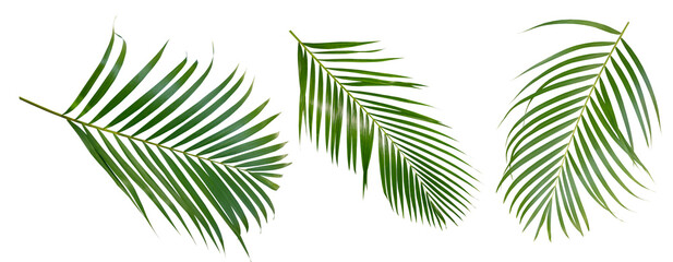 Palm leaves Green nature Tropical forest isolated on transparent background - png	
