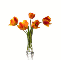 Bouquet of red tulips in a glass vase isolated on a white background