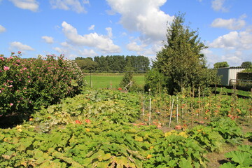 Fototapeta na wymiar a beautiful green vegetable garden with pumpkins, zucchinis and tomato plants
