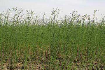 front view at flax plants with long green stems and blue flowers in a field in the netherlands