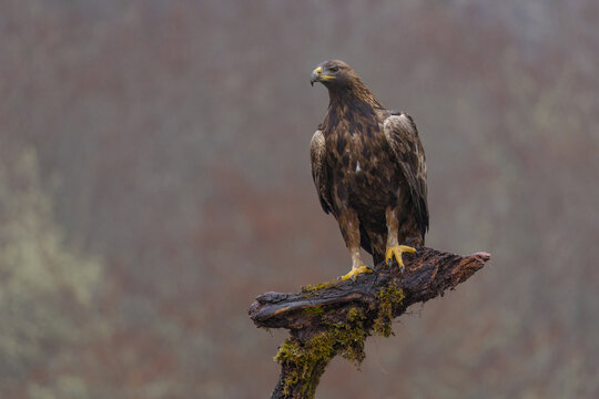 Golden eagle chick sitting on tree branch