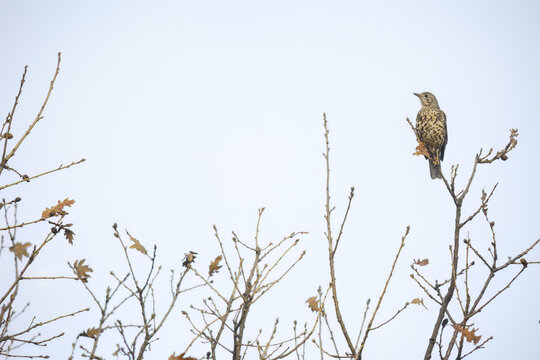 Cute thrush sitting on autumn tree branch