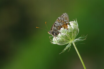 papillon sur une fleurs sauvage