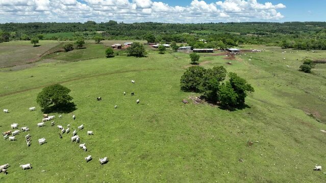 Vista aerea de estancia con ganado vacuno y cielos celestes