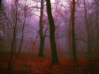 Fototapeta na wymiar Dreamy foggy dark forest. Moody forest landscape. Beautiful autumn nature. Mystic strange woods.