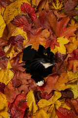 black and white cat looking through hole in colorful autumn leaves foliage. Autumn background with a cat pet - 561827632