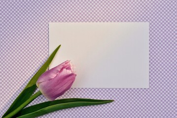 Mockup of blank white card with lilac tulip  on white with lilac  background close-up. Happy Birthday, Valentine's day, wedding, Mother's Day greeting invitation card.