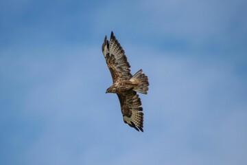 Buzzard flying