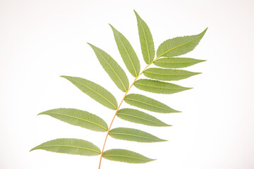 Fototapeta na wymiar branch with leaves on a white background. vegetation and botany
