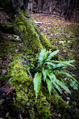 paproć na pniu © Mariusz