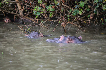 Fototapeta premium Hippo Safari