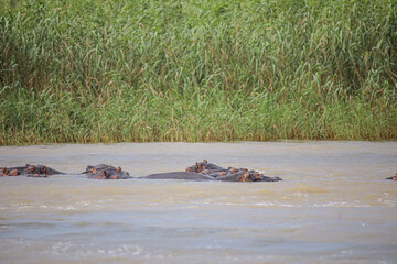 Fototapeta premium Hippo Safari