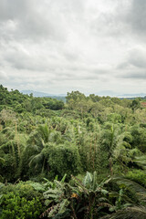 Fototapeta na wymiar Panoramic overlooking view of green tropical vegetation
