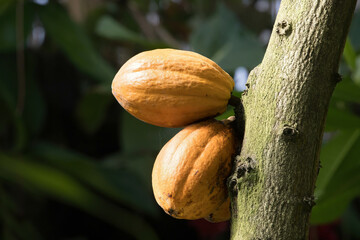 Cacao pods on a tree for chocolate