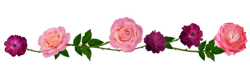 Red and pink roses. Floral pattern. Flowers. Leaves. Isolated. Border.