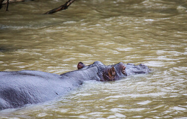Fototapeta premium Hippo Safari