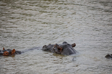 Hippo Safari