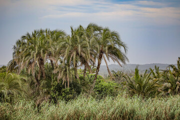 Fototapeta na wymiar Palm Trees in Wind