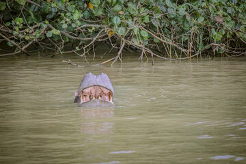 Hippo Safari