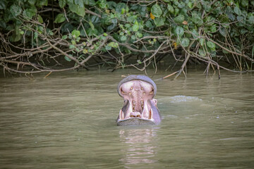 Hippo Safari