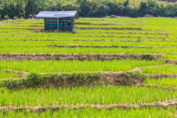 Rice field