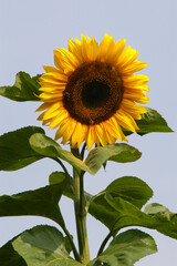 giant sunflower against a clear blue summer sky