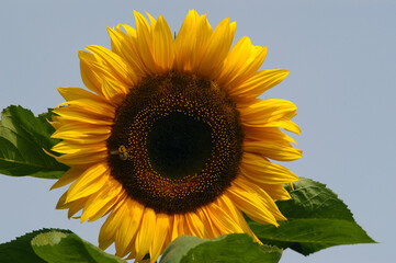 giant sunflower against a clear blue summer sky