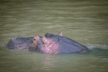 Hippo Safari