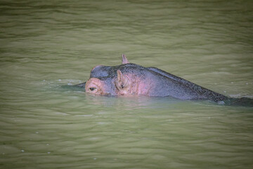 Hippo Safari