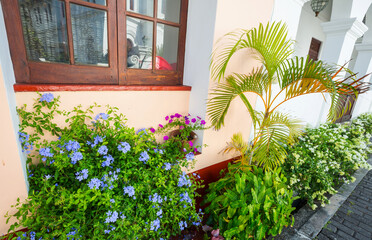 Fototapeta premium Street garden