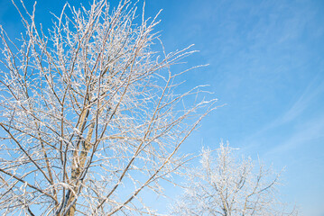 Tree without leaves with branches covered with white snow