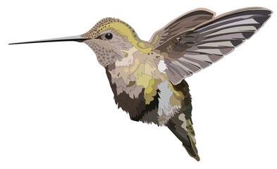 bird Animal Nature Cute Colibri