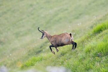 Alpine chamois (Rupicapra rupicapra) jumping in a green summer alpine meadow, Italian Alps. Mountain goat in its habitat.