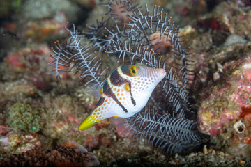 Striped and spotted boxfish on the reef