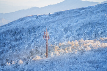 Muju resort Snow flake covered tree at Muju deogyusan ski resort in at deogyusan mountain in muju city south Korea