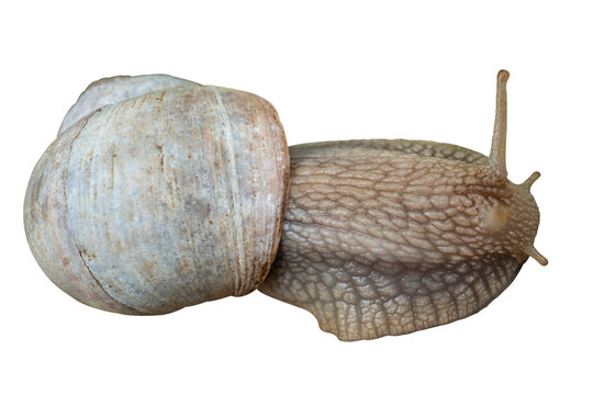 escargot sur fond transparent