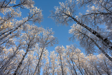 Looking through frost covered aspen trees with no leaves at a clear blue sky.

