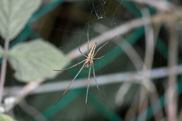 arachnide
