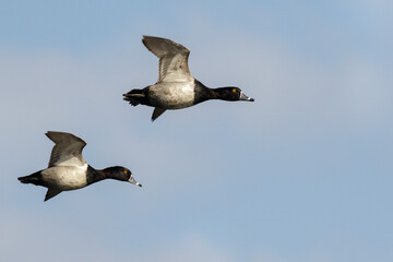 Ring-necked duck (Aythya collaris) drakes flying, Brazos Bend State Park, Needville, Texas, USA.