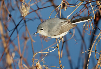 Blue-gray Gnatcatcher (Polioptila caerulea), Brazos Bend State Park, Texas, USA.