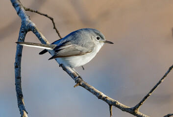 Blue-gray Gnatcatcher (Polioptila caerulea), Brazos Bend State Park, Texas, USA.