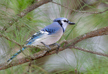 Blue jay (Cyanocitta cristata) in a pine tree, Houston, Texas, USA.