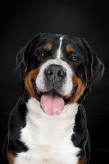 Portrait Swiss Mountain dog isolated black background sitting